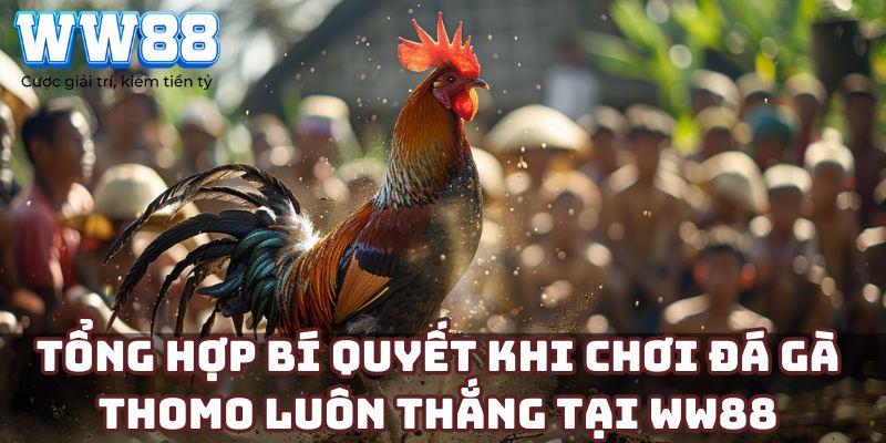 Tổng hợp bí quyết khi chơi đá gà Thomo luôn thắng tại WW88