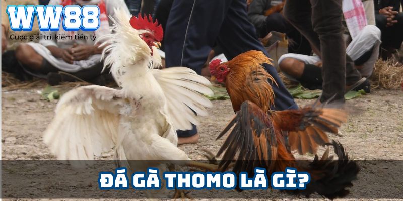 Đá gà Thomo là gì?